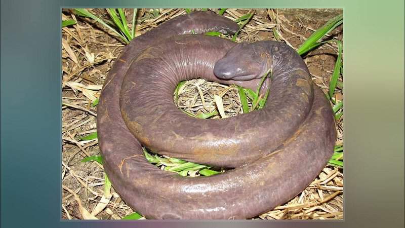 Dark Dwellers: 32 Blind Animals That Turned Darkness Into Their Superpower