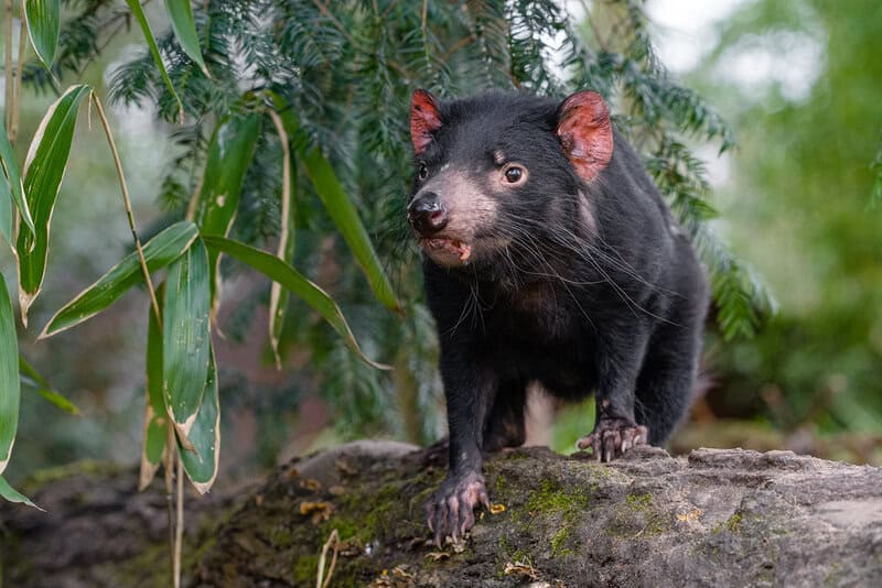37 of the Rarest Animals That Live Nowhere Else on Earth
