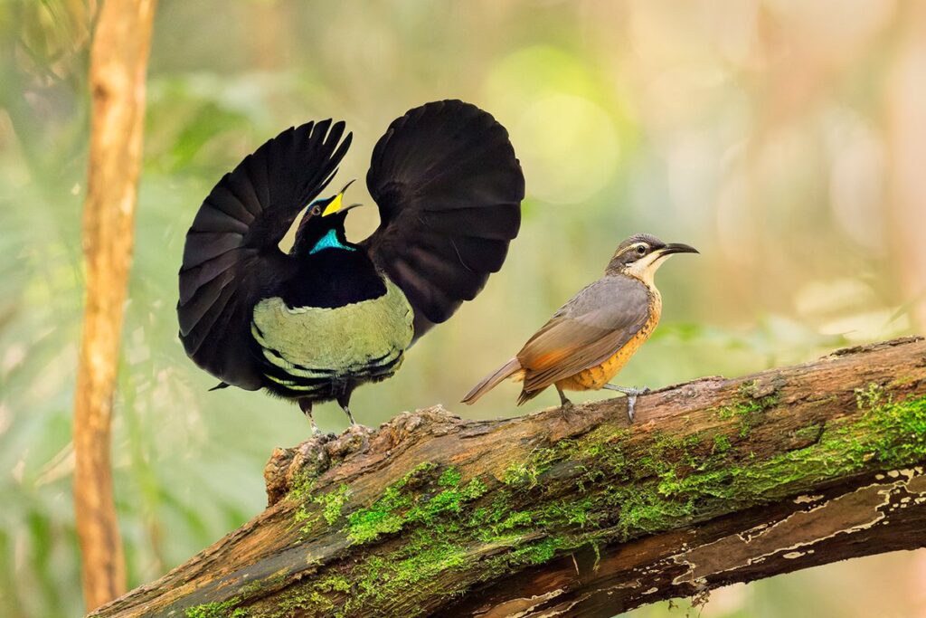 From Courtship to Choreography: 33 Fascinating Birds That Mastered the Art of Dance