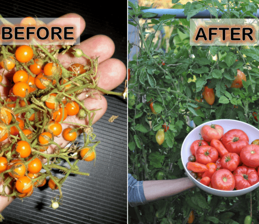How Fruits Looked Before Humans Got Involved