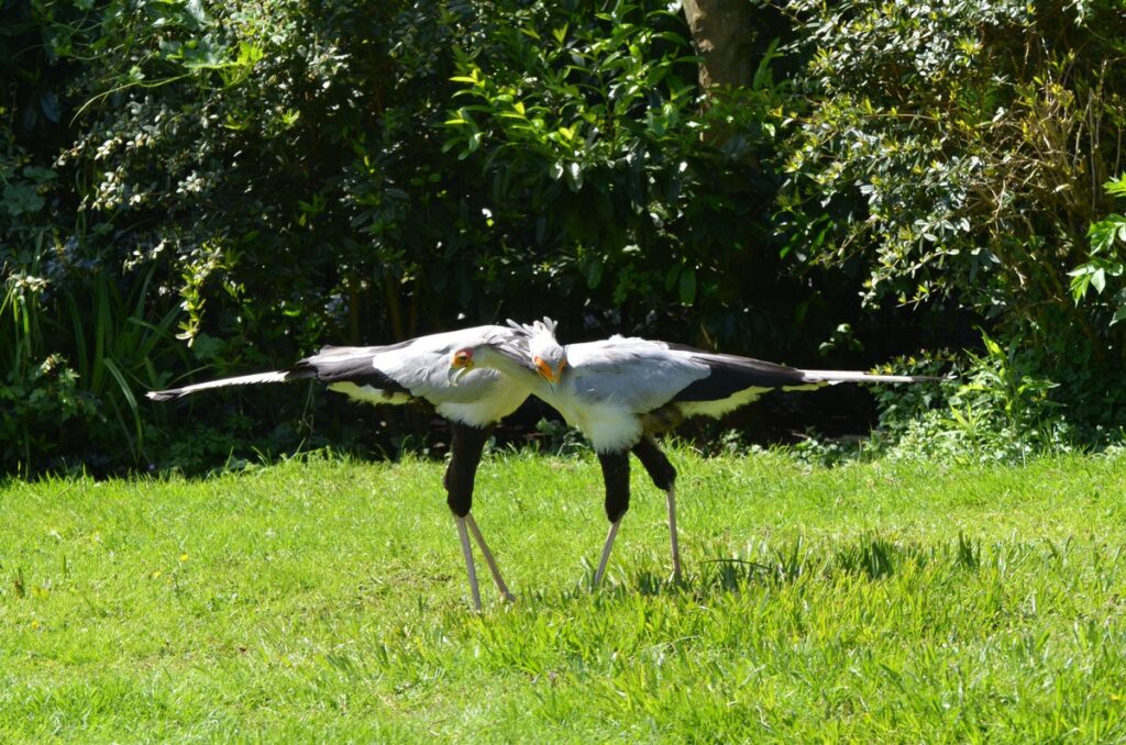 From Courtship to Choreography: 33 Fascinating Birds That Mastered the Art of Dance