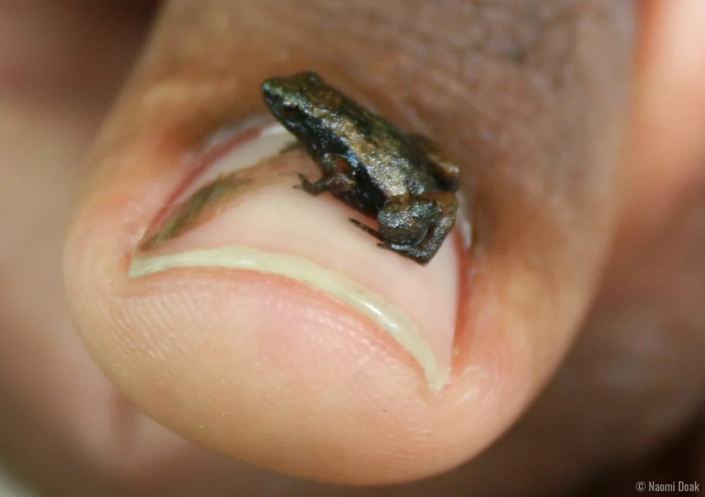 37 of the Rarest Animals That Live Nowhere Else on Earth