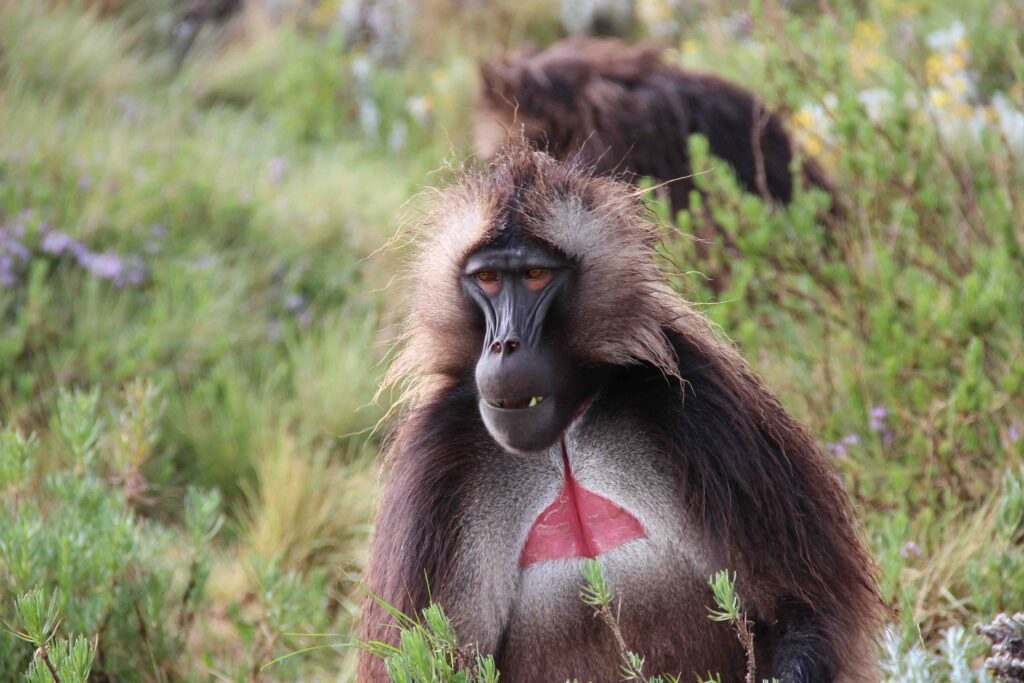 37 of the Rarest Animals That Live Nowhere Else on Earth