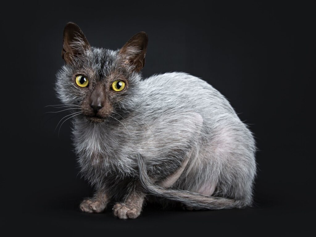 The Newest Cats in Town: 25 Recently Developed Breeds Stealing Hearts