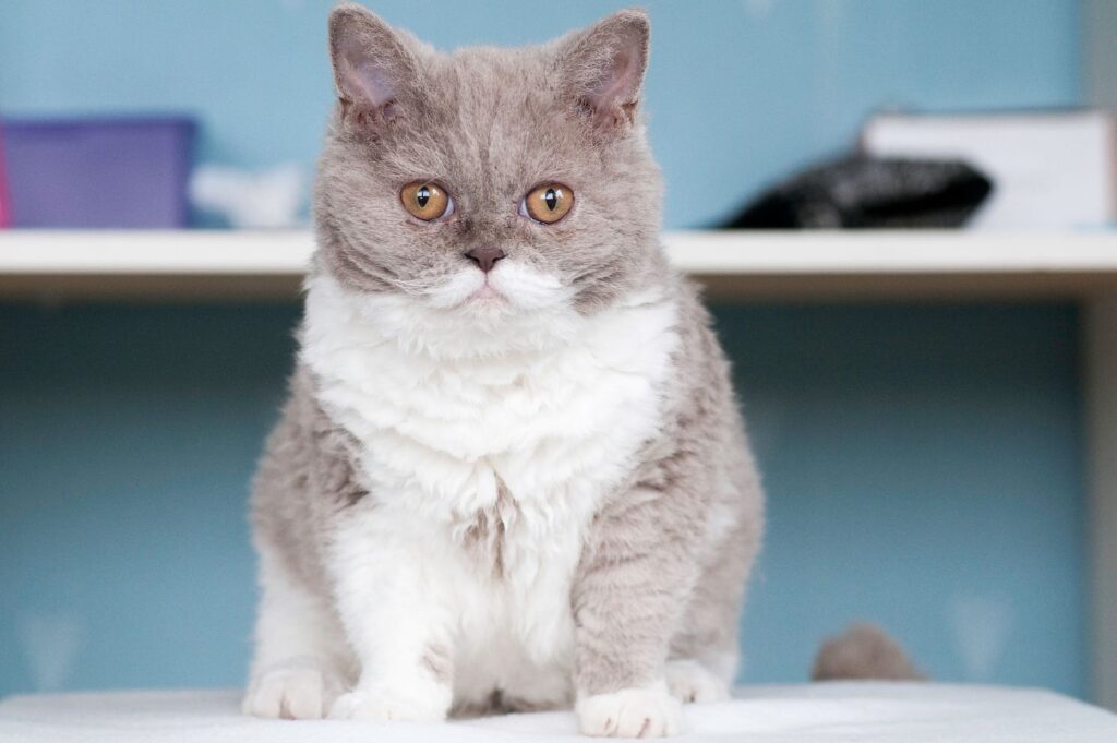 The Newest Cats in Town: 25 Recently Developed Breeds Stealing Hearts