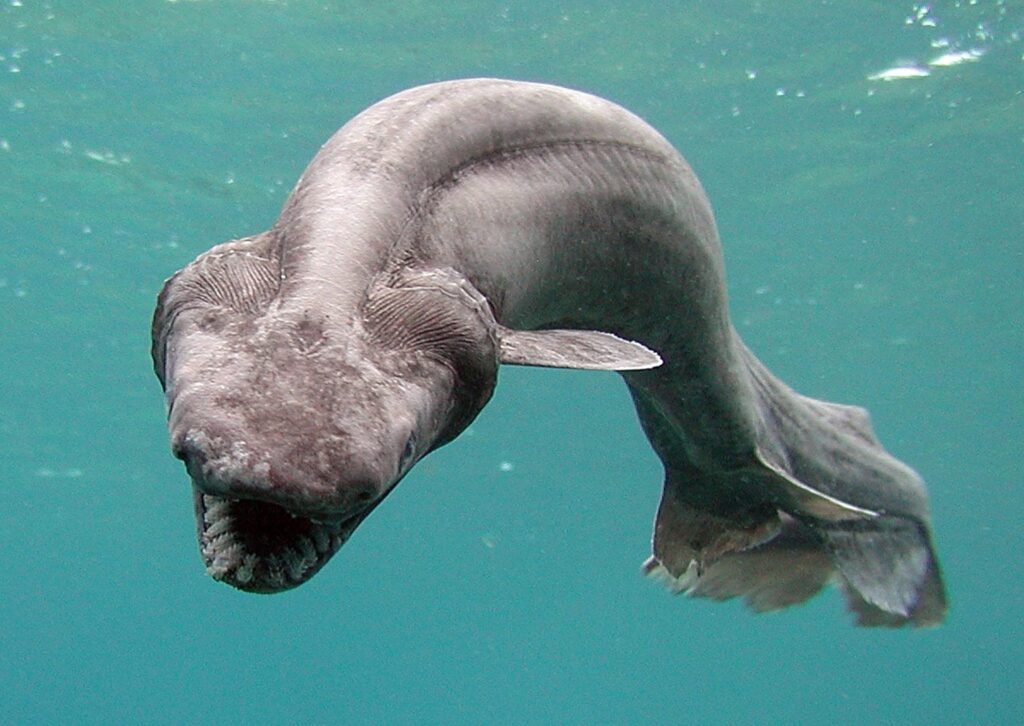 36 Rare Animals That Prove Evolution Is Real And Still Kicking