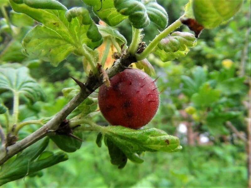 How Fruits Looked Before Humans Got Involved