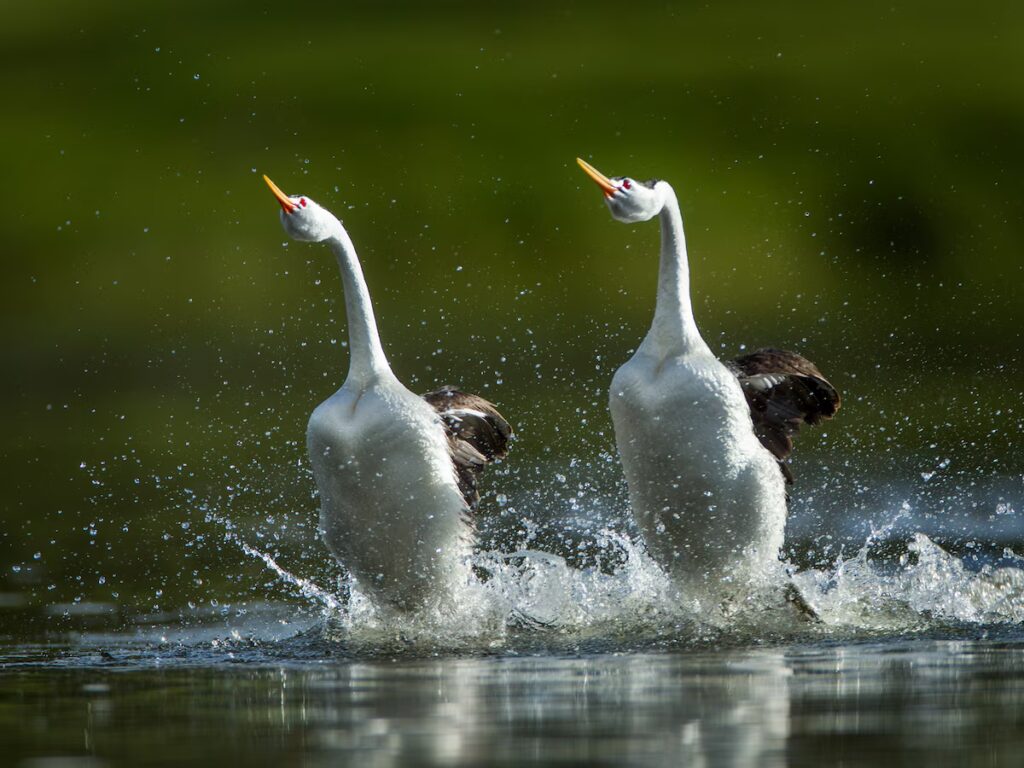 From Courtship to Choreography: 33 Fascinating Birds That Mastered the Art of Dance