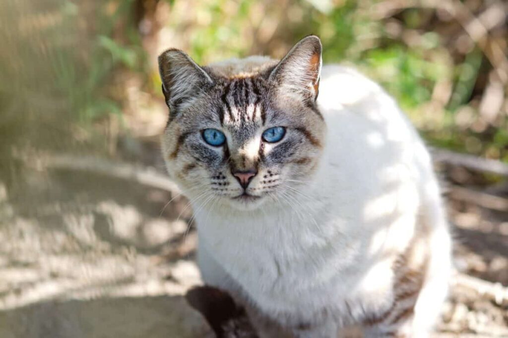 The Newest Cats in Town: 25 Recently Developed Breeds Stealing Hearts