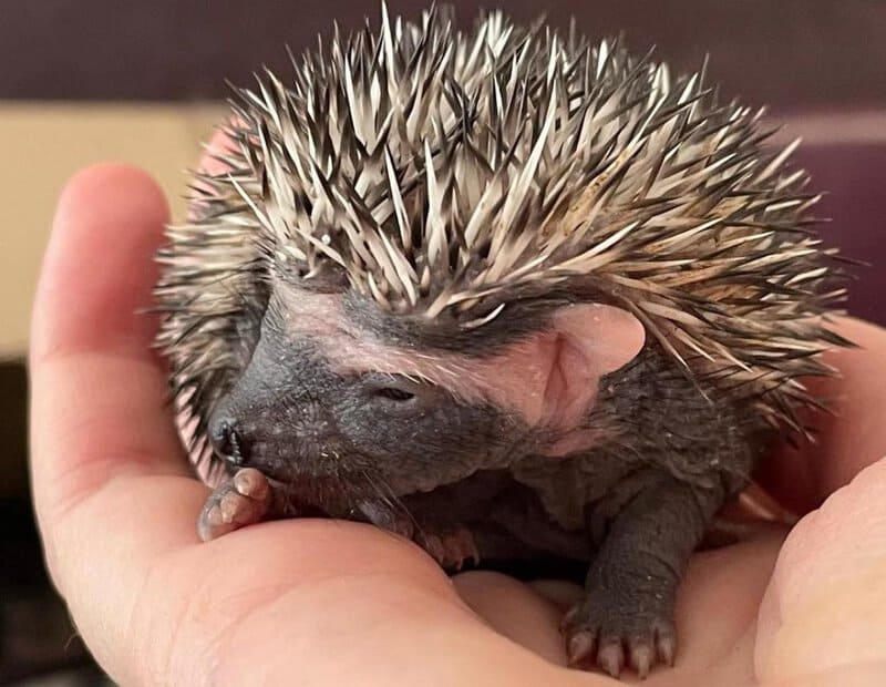 Tiny Paws and Fuzzy Faces: 40 Baby Animals That&#8217;ll Make Your Heart Skip a Beat