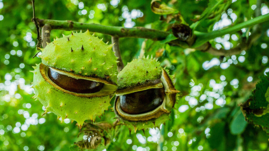 Are These Worth The Risk? The Most Toxic Foods People Still Dare To Eat