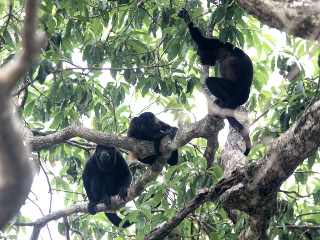 35 Animals That Detect Natural Disasters First