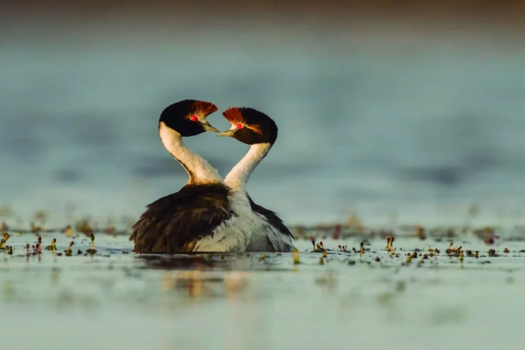 From Courtship to Choreography: 33 Fascinating Birds That Mastered the Art of Dance