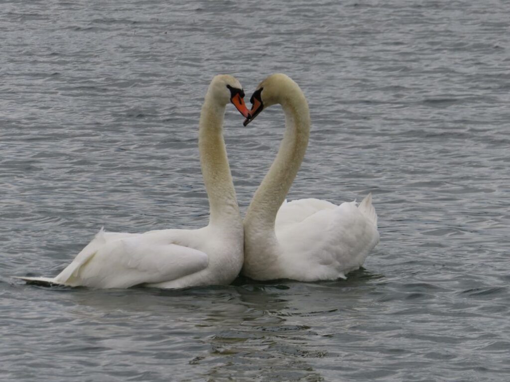 From Courtship to Choreography: 33 Fascinating Birds That Mastered the Art of Dance