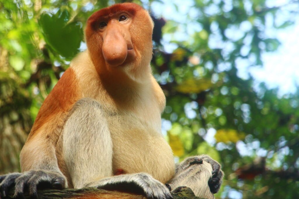 37 of the Rarest Animals That Live Nowhere Else on Earth