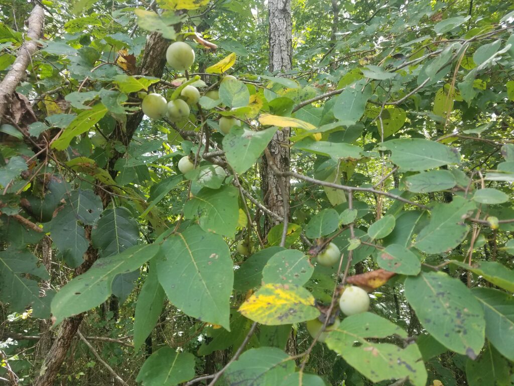 How Fruits Looked Before Humans Got Involved