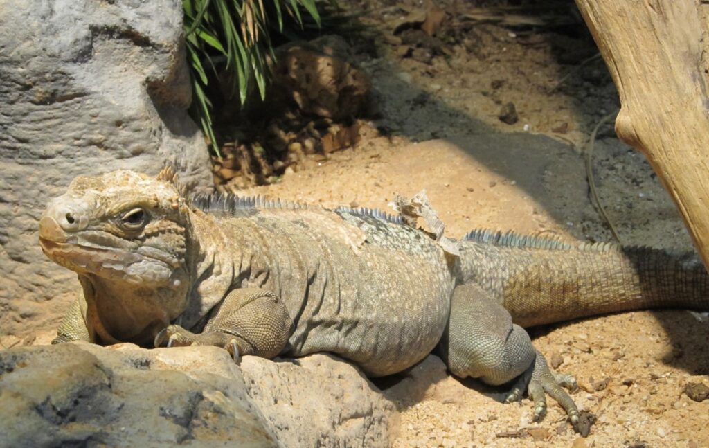 37 of the Rarest Animals That Live Nowhere Else on Earth