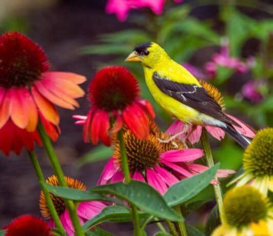 40 Plants That Turn Your Backyard Into a Bird Paradise – Wake Up to a Serenade!