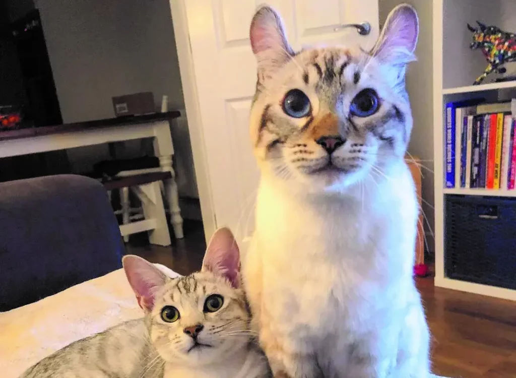 The Newest Cats in Town: 25 Recently Developed Breeds Stealing Hearts