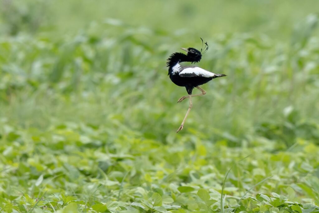 From Courtship to Choreography: 33 Fascinating Birds That Mastered the Art of Dance