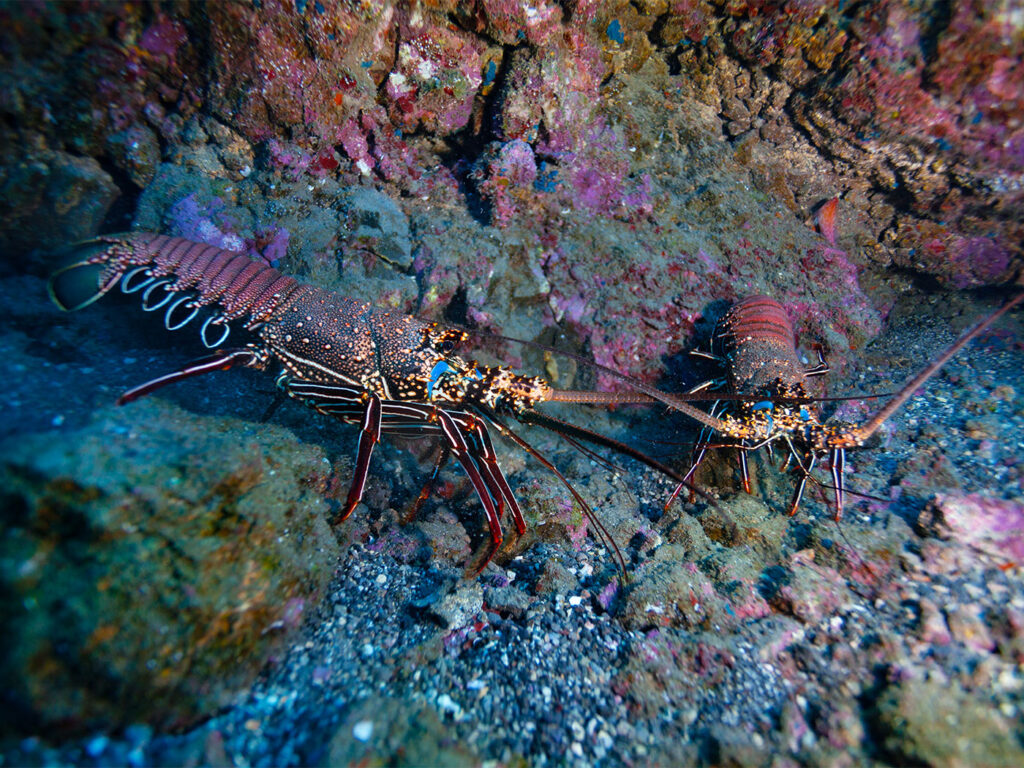 Dark Dwellers: 32 Blind Animals That Turned Darkness Into Their Superpower