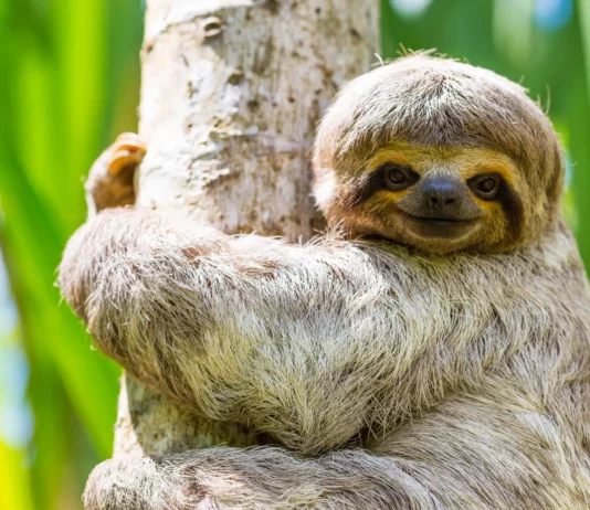 Tiny Paws and Fuzzy Faces: 40 Baby Animals That’ll Make Your Heart Skip a Beat