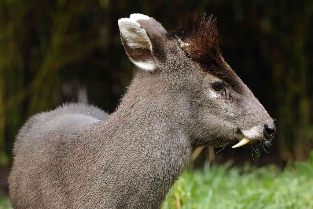 36 Rare Animals That Prove Evolution Is Real And Still Kicking