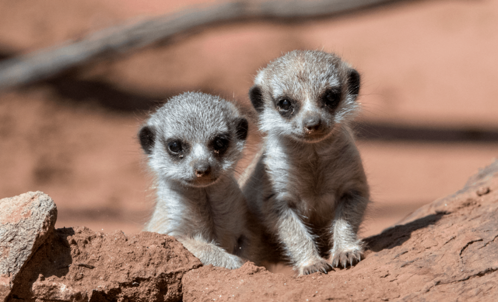 Tiny Paws and Fuzzy Faces: 40 Baby Animals That&#8217;ll Make Your Heart Skip a Beat