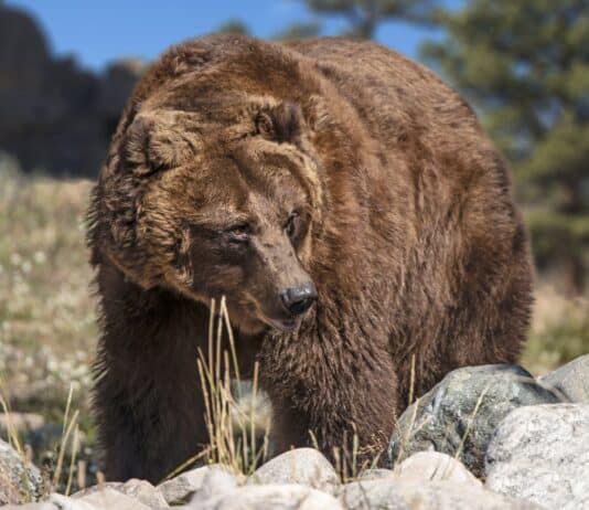 The Extinction Album: 38 Animals Lost in Our Lifetime