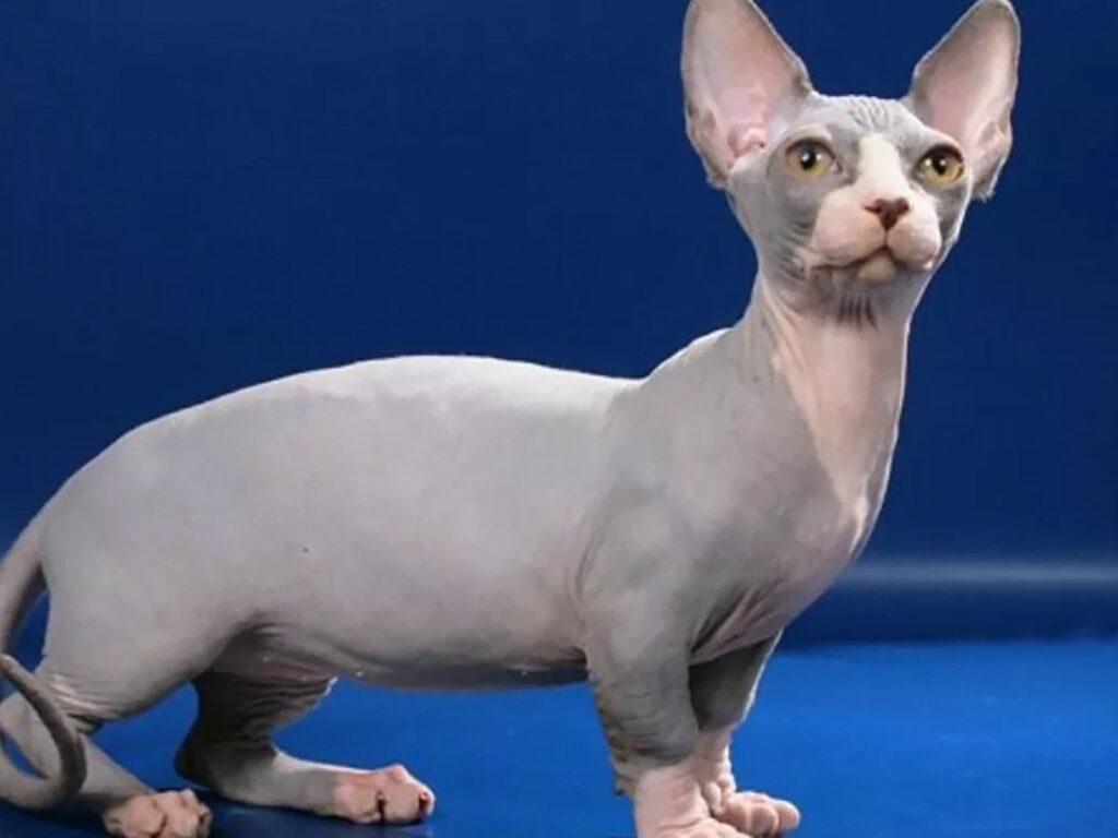 The Newest Cats in Town: 25 Recently Developed Breeds Stealing Hearts