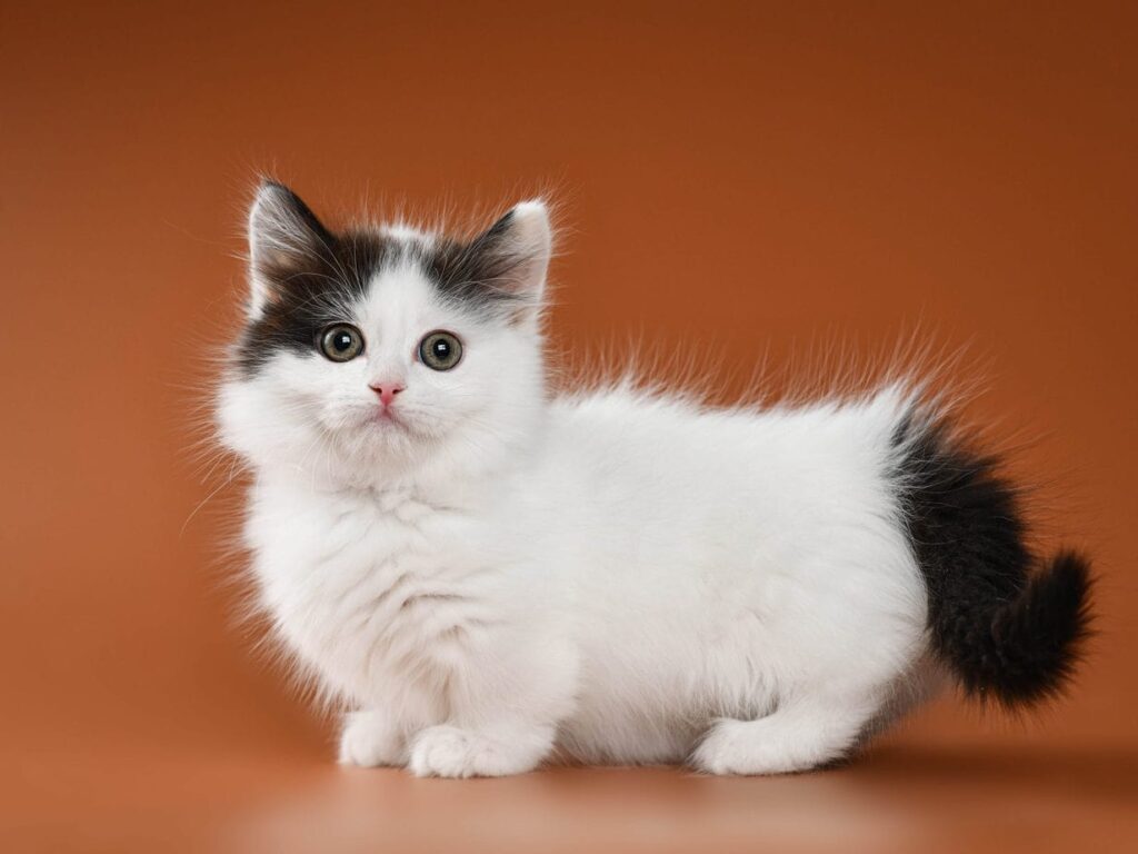 The Newest Cats in Town: 25 Recently Developed Breeds Stealing Hearts