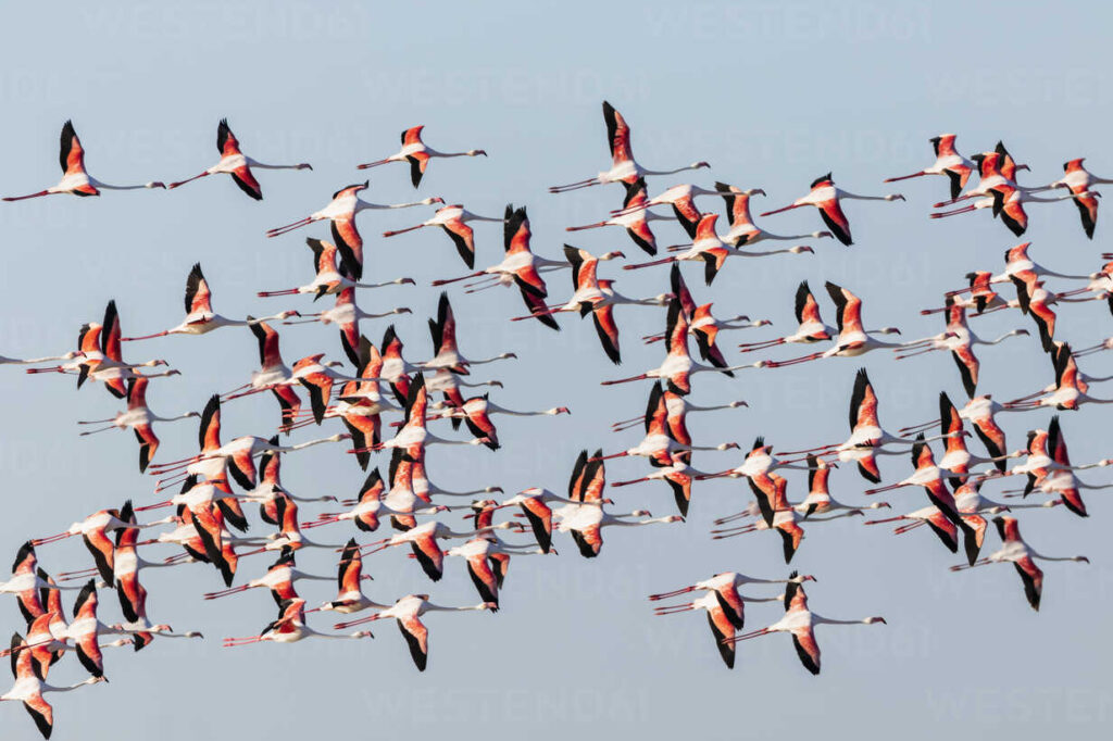 35 Animals That Detect Natural Disasters First