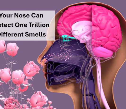 You’re the Masterpiece: 40 Facts about the Human Body that Scream “Divine Design”!