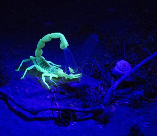 Dark Dwellers: 32 Blind Animals That Turned Darkness Into Their Superpower