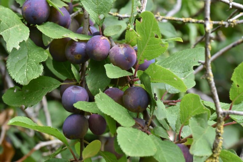 How Fruits Looked Before Humans Got Involved