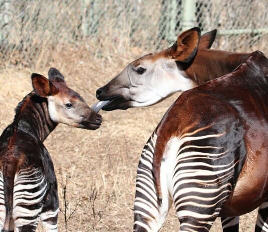 36 Rare Animals That Prove Evolution Is Real And Still Kicking