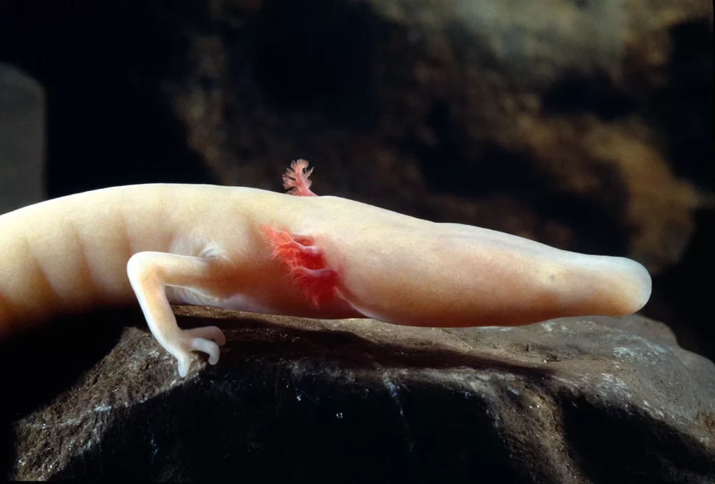 Dark Dwellers: 32 Blind Animals That Turned Darkness Into Their Superpower