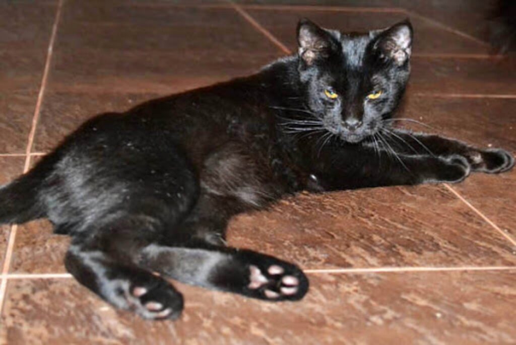 The Newest Cats in Town: 25 Recently Developed Breeds Stealing Hearts