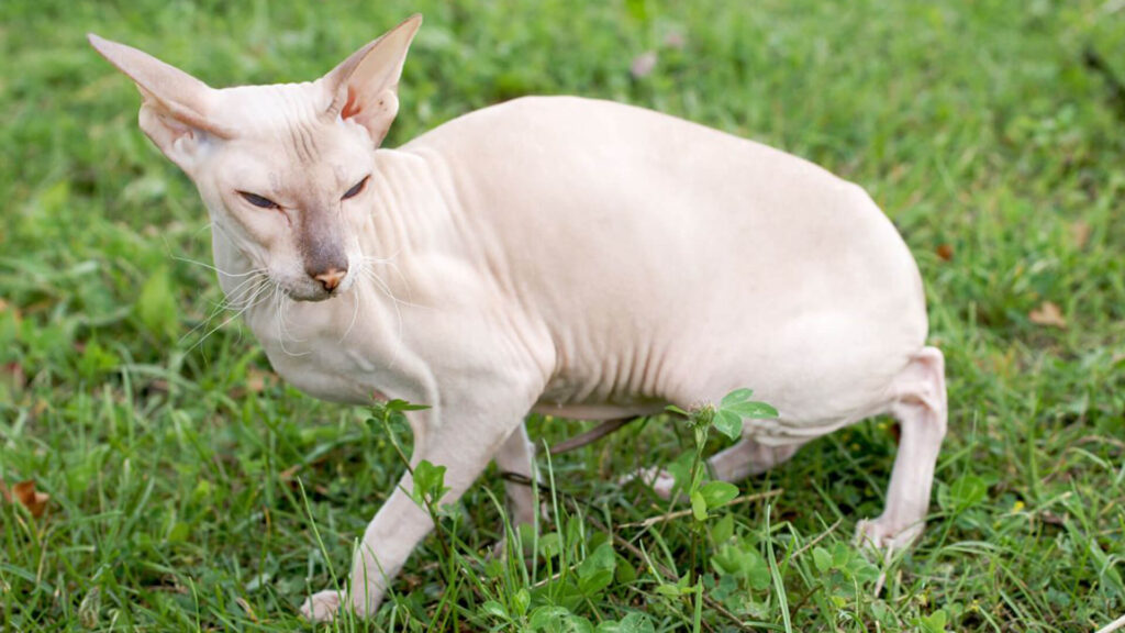 The Newest Cats in Town: 25 Recently Developed Breeds Stealing Hearts