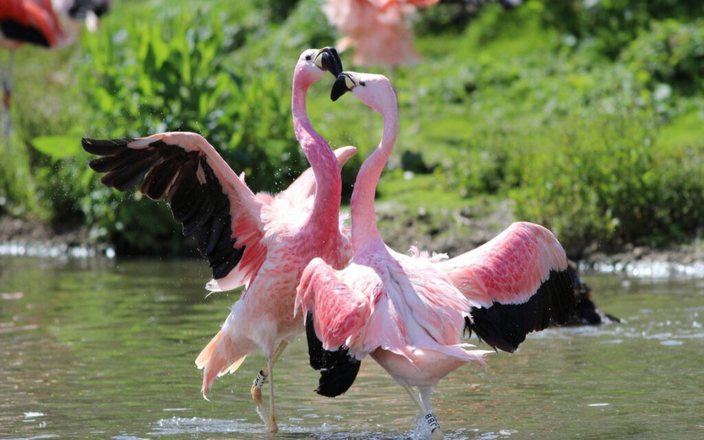 From Courtship to Choreography: 33 Fascinating Birds That Mastered the Art of Dance