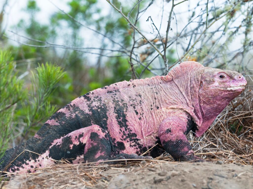 37 of the Rarest Animals That Live Nowhere Else on Earth