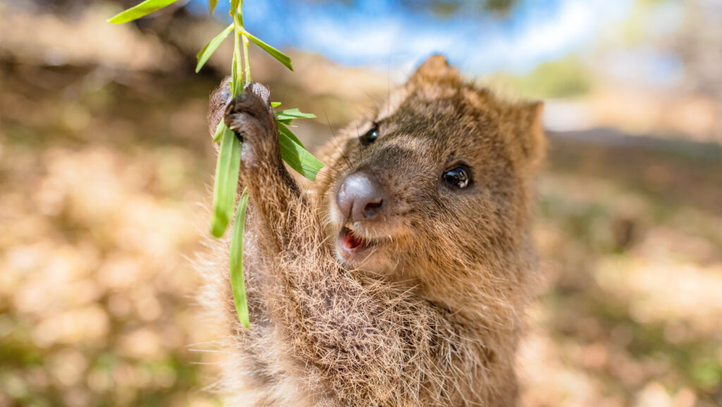 Tiny Paws and Fuzzy Faces: 40 Baby Animals That&#8217;ll Make Your Heart Skip a Beat