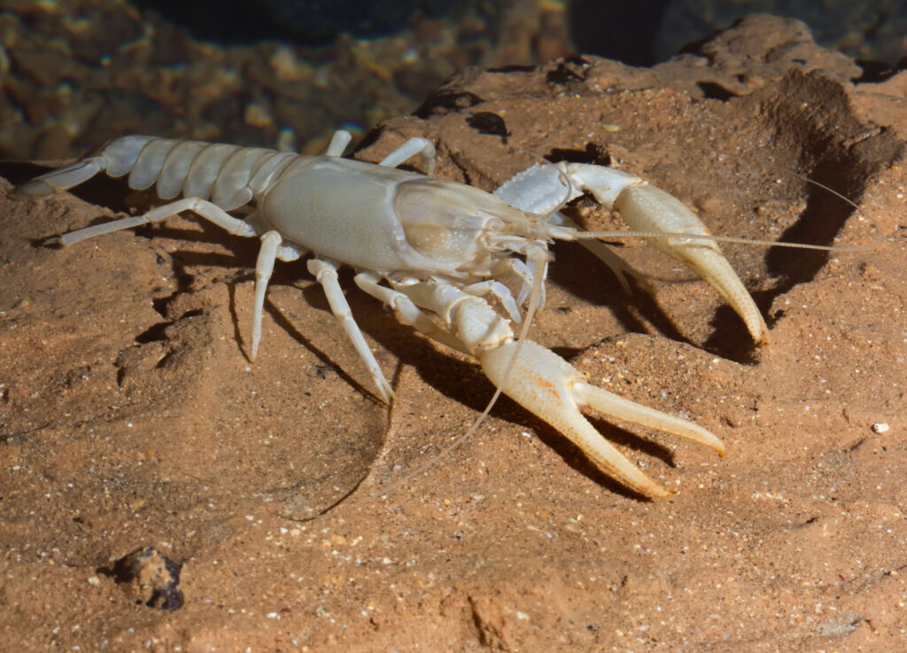 Dark Dwellers: 32 Blind Animals That Turned Darkness Into Their Superpower