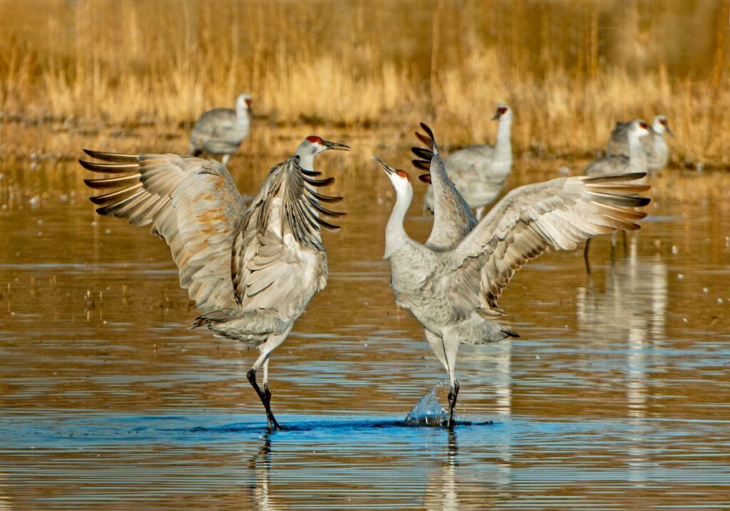 From Courtship to Choreography: 33 Fascinating Birds That Mastered the Art of Dance
