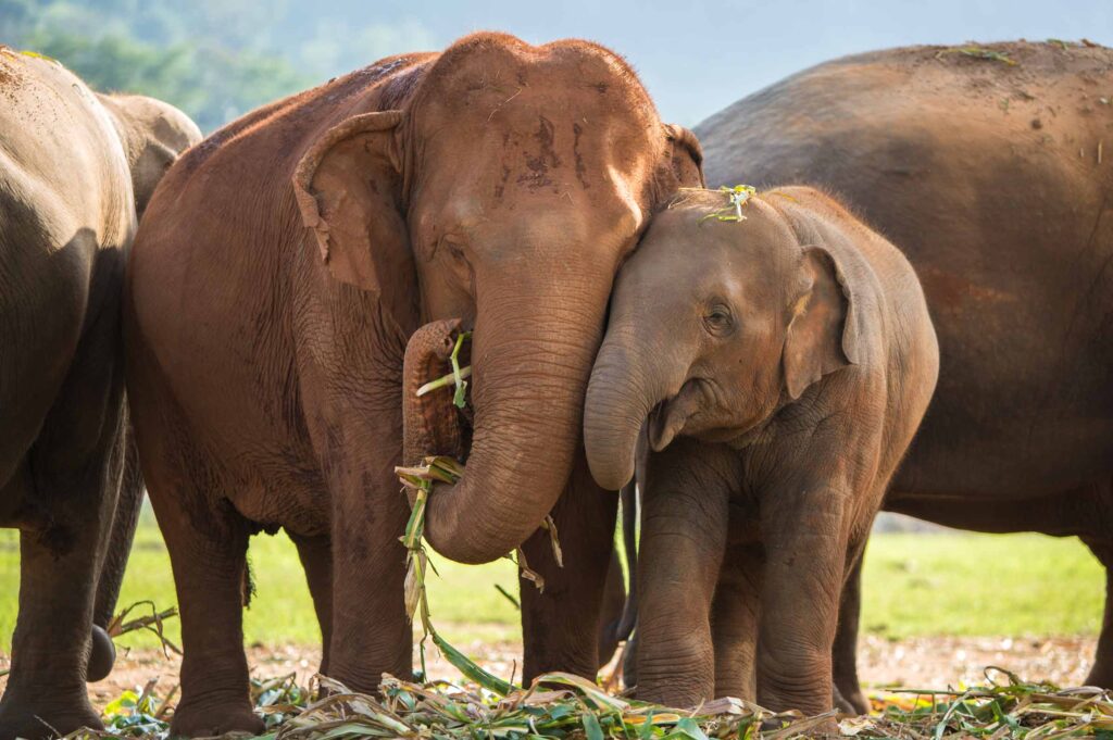 35 Animals That Detect Natural Disasters First