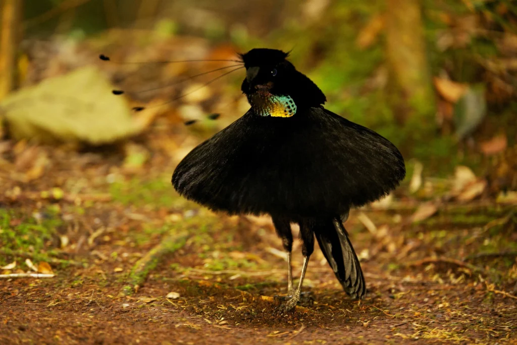 From Courtship to Choreography: 33 Fascinating Birds That Mastered the Art of Dance
