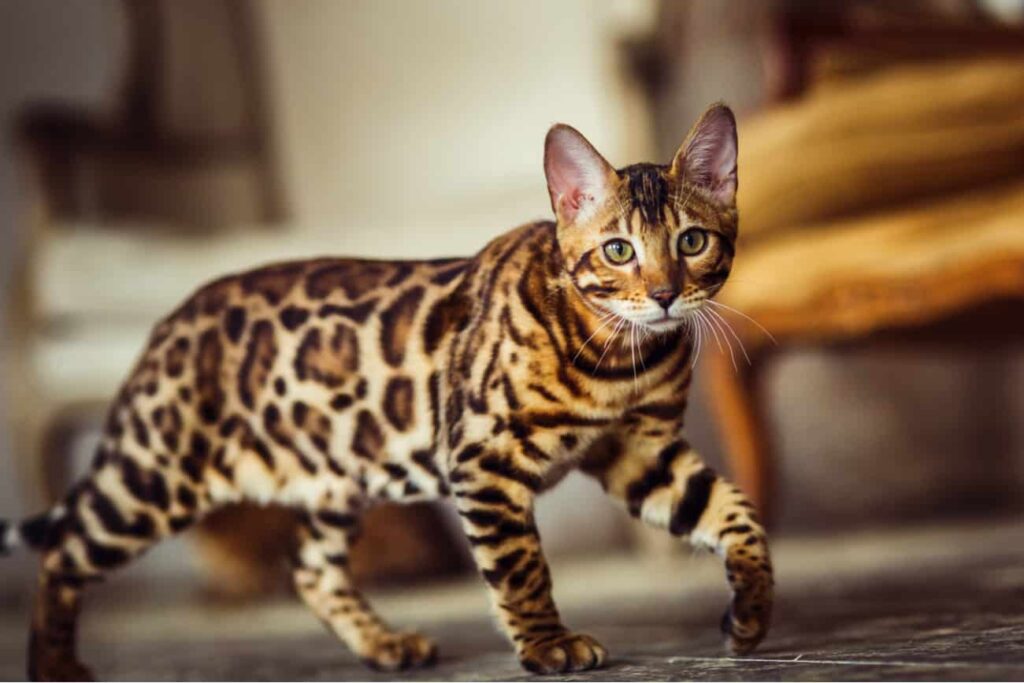The Newest Cats in Town: 25 Recently Developed Breeds Stealing Hearts