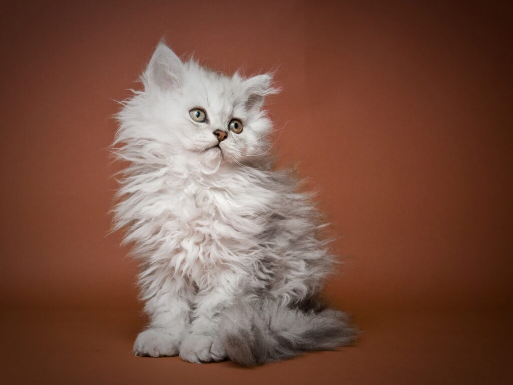 The Newest Cats in Town: 25 Recently Developed Breeds Stealing Hearts
