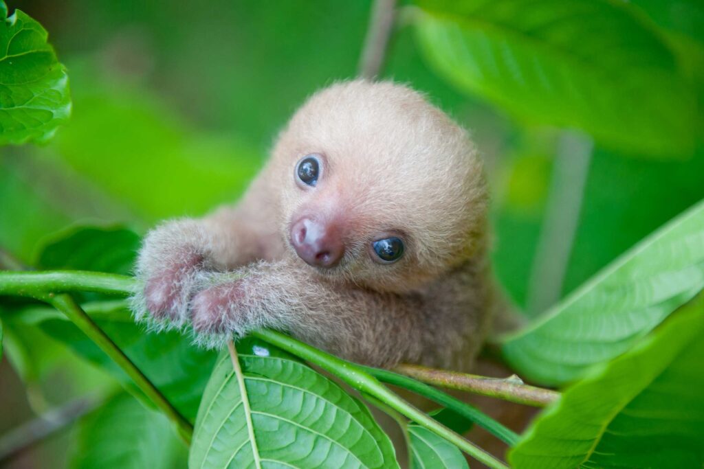 Tiny Paws and Fuzzy Faces: 40 Baby Animals That&#8217;ll Make Your Heart Skip a Beat