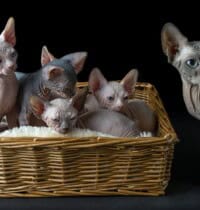 The Newest Cats in Town: 25 Recently Developed Breeds Stealing Hearts